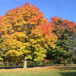 fall trees at Carillon2
